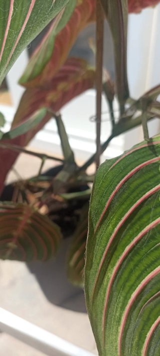 Planta Amaranta Roja