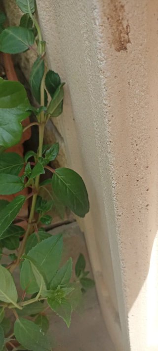 Planta Fucsia