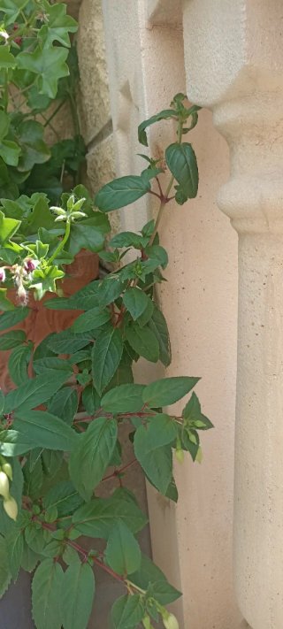 Planta Fucsia