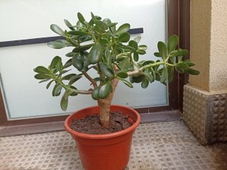 Planta Jade tipo Bonsái con maceta. 10 años