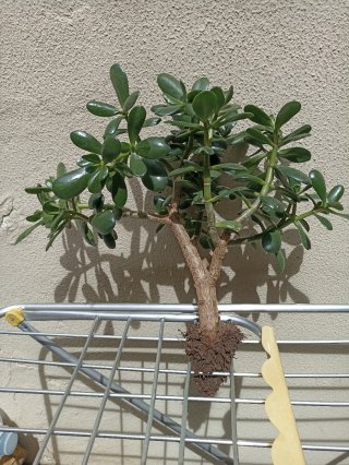 Planta Jade tipo Bonsái con maceta. 10 años