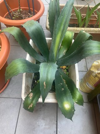 Agave Americana en Maceta