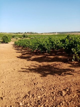Finca de olivos y vid
