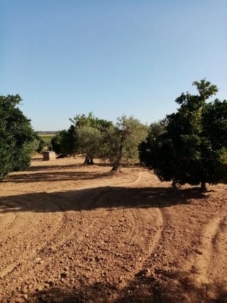Finca de olivos y vid