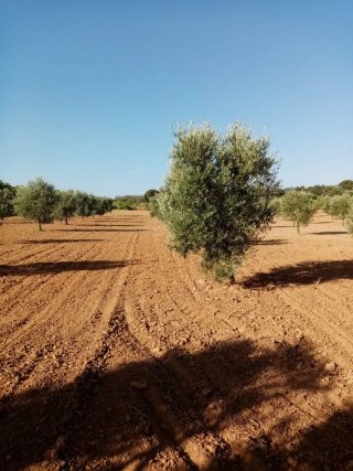Finca de olivos y vid