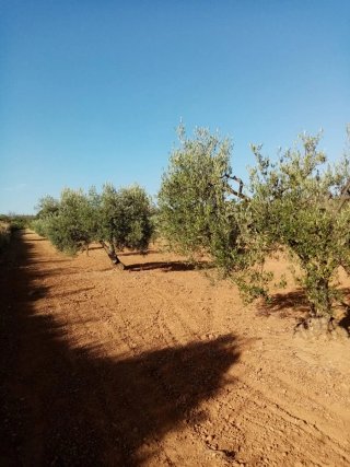 Finca de olivos y vid