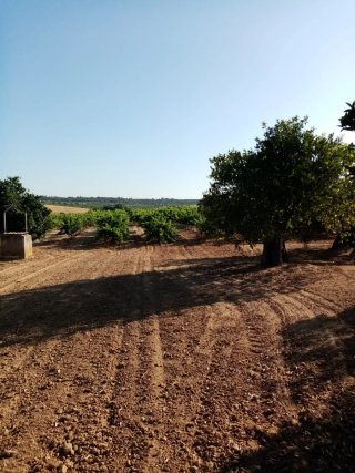 Finca de olivos y vid