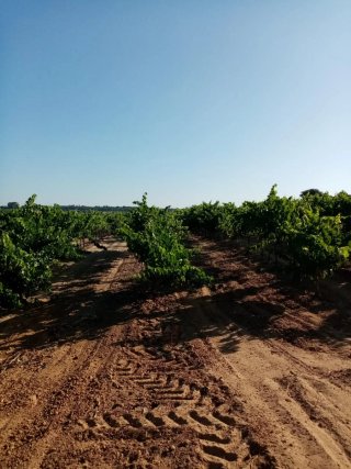 Finca de olivos y vid