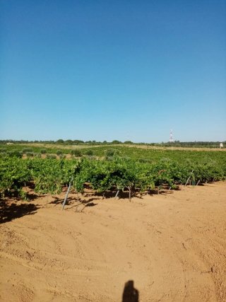 Finca de olivos y vid