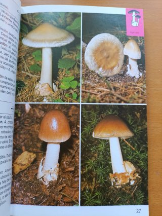Libro setas. Guia naturaleza