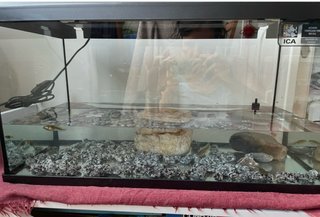 Acuario 54L con tapa, luz y piedras