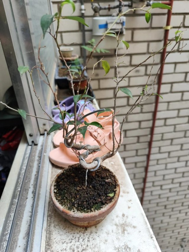Bonsái Ficus Benjamina