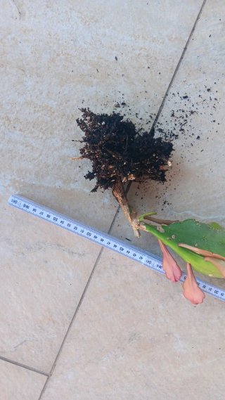 Epiphyllum pianta grassa con radici