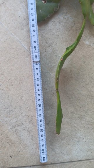 Epiphyllum pianta grassa con radici