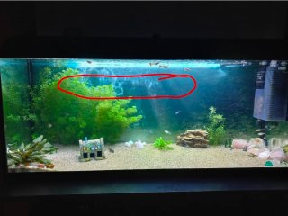 Acuario 100L con mueble nuevo