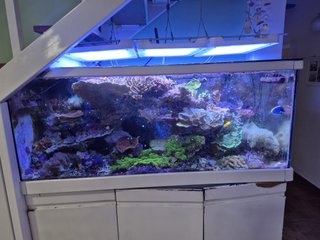 VENDO ACUARIO MARINO COMPLETO 650LT