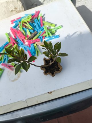 Bonsái Ficus
