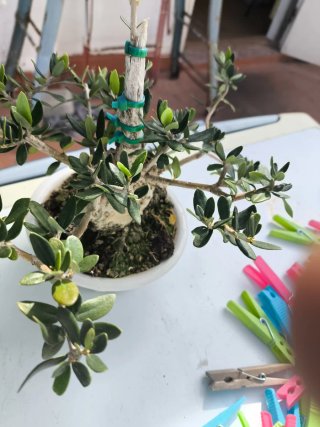 Bonsái Acebuche con Madera Muerta