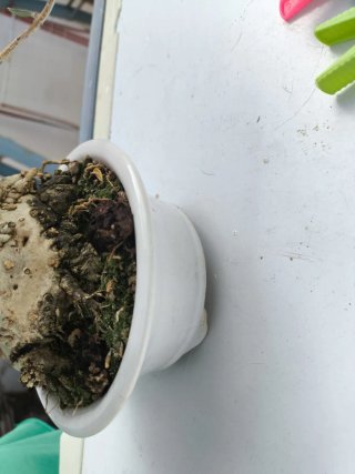 Bonsái Acebuche con Madera Muerta