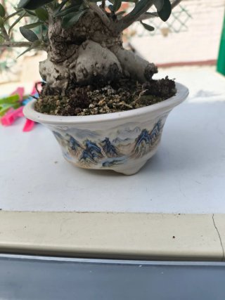 Bonsái Acebuche con Madera Muerta