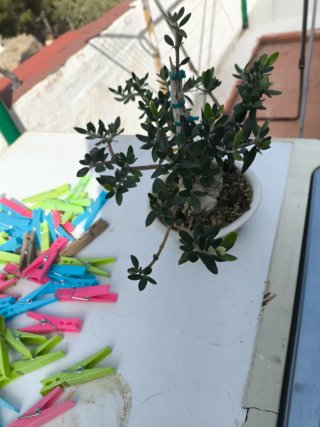 Bonsái Acebuche con Madera Muerta