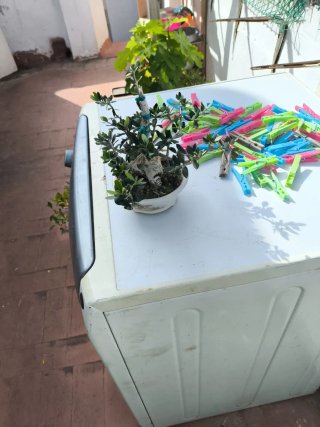 Bonsái Acebuche con Madera Muerta