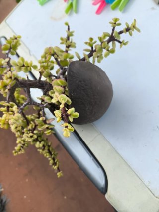 Bonsái Portulacaria Afra Semi Cascada