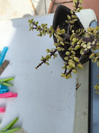 Bonsái Portulacaria Afra Semi Cascada