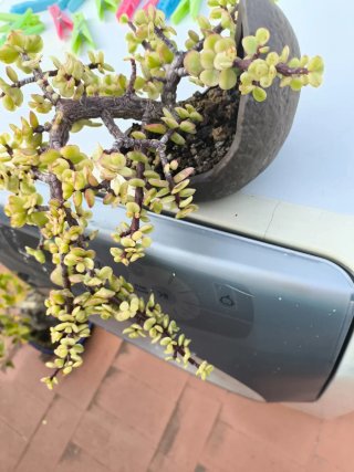 Bonsái Portulacaria Afra Semi Cascada