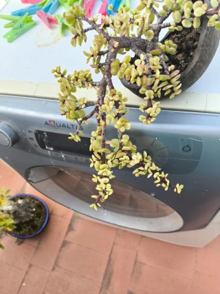 Bonsái Portulacaria Afra Semi Cascada