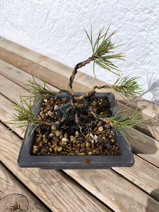Mini Bonsái Pino Mugo Enano