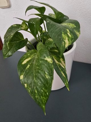 Planta Pothos con Maceta Blanca