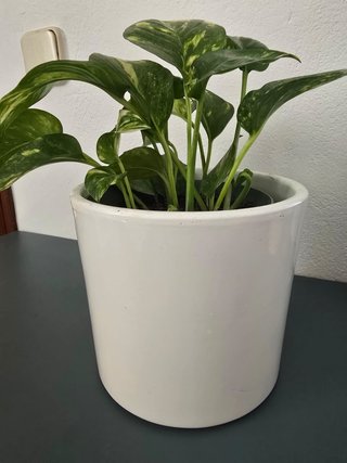 Planta Pothos con Maceta Blanca