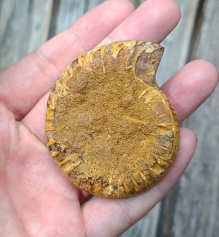 1 parte de Ammonite