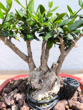 Bonsái Acebuche