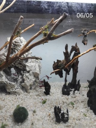 Acuario 100L con decoración
