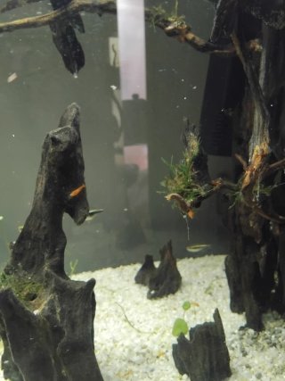 Acuario 100L con decoración