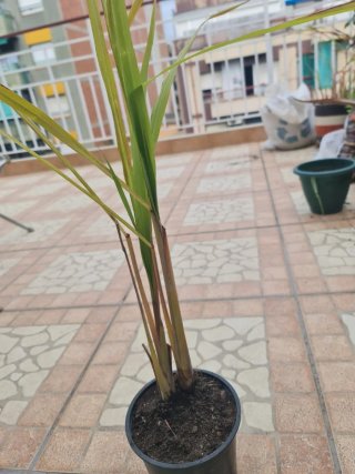 Planta Hierba Luisa