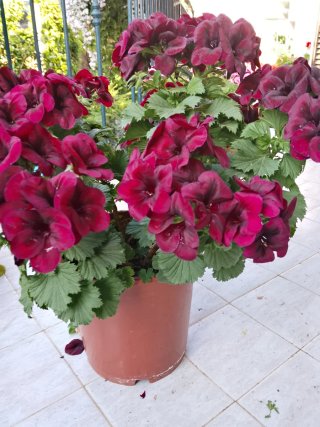 Pianta di Gerani imperiale