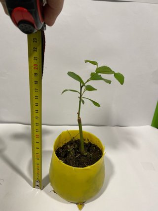Plantón pa prebonsai ciruelo gallego (Prunus)