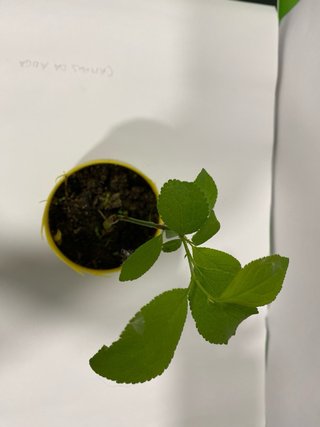 Plantón pa prebonsai ciruelo gallego (Prunus)