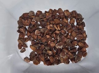 25 Semillas de Ciprés