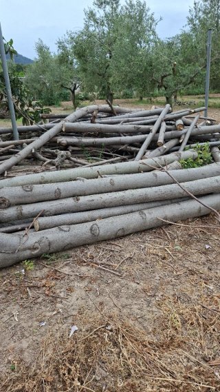 Troncos de madera para leña o decoración