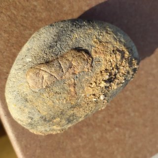 Fósil en roca