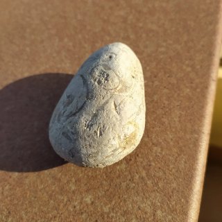Fósil piedra con conchas