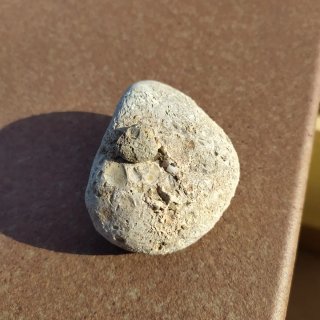 Fósil piedra con conchas