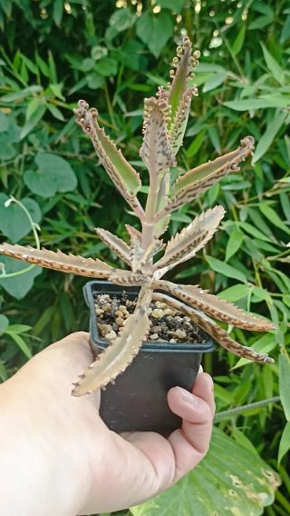 Kalanchoe daigremontiana o "mamma delle migliaia"