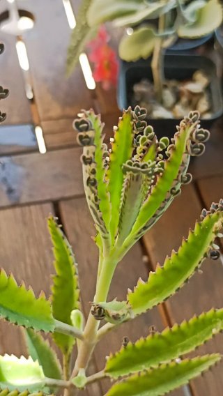 Kalanchoe daigremontiana o "mamma delle migliaia"