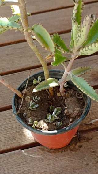 Kalanchoe daigremontiana o "mamma delle migliaia"