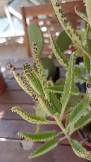Kalanchoe daigremontiana o "mamma delle migliaia"